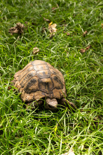 istock Tortoise close-up crawling on green grass 1383978891
