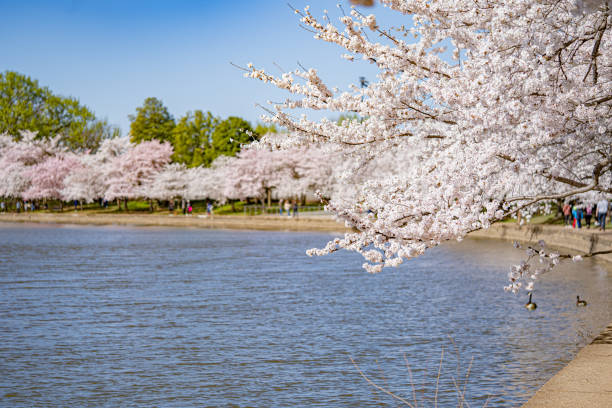 istock Cherry blossom in Tidal Basin, Washington, DC 1383978895