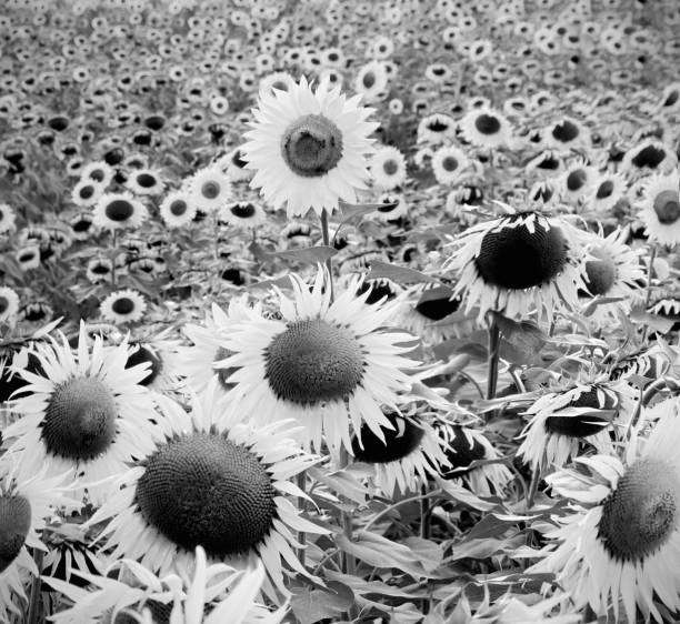 istock black and white infrared photography 1383979577
