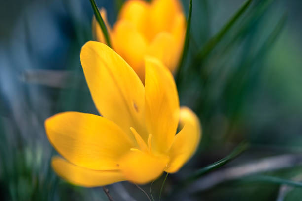 istock Spring yellow flowering crocus, the first flowers of spring 1383979594