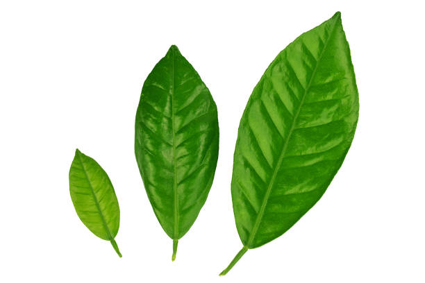 istock lemon tree branch with green leaves, isolated on a white background 1383979655