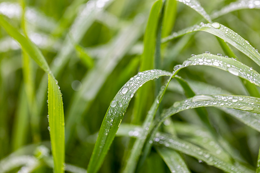 Closeup raindrops on blade of grass, background with copy space, full frame horizontal composition