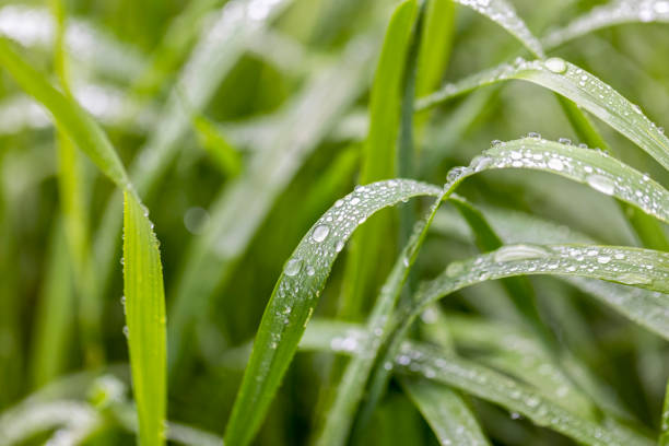 Closeup raindrops on blade of grass, background with copy space stock photo