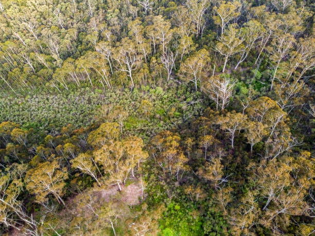 Arial view of Mountains bushland with eucalyptus trees, background with copy space