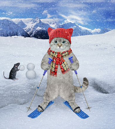 An ashen cat dressed in a scarf and a knitted hat is skiing in the mountains.