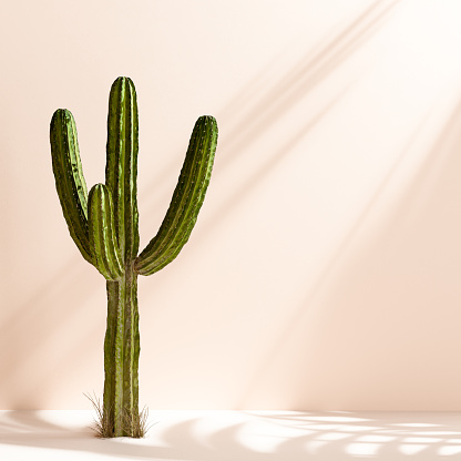 Product display cactus decoration background, object placement mockup - abstract desert sunlight wall 3d rendering