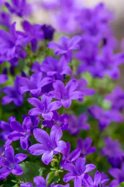 Campanula portenschlagiana bellflowers plants in bloom, deep purple dalmatian bellflower flowering flowers, beautiful rockplant