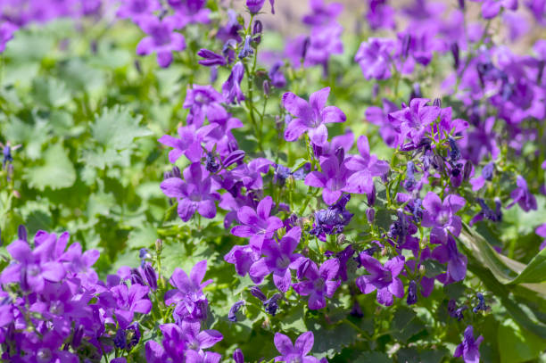 campanula portenschlagiana колокольчики растения в цвету, темно-фиолетовый далматинский цвет цветущей цветы - campanula стоковые фото и изображения