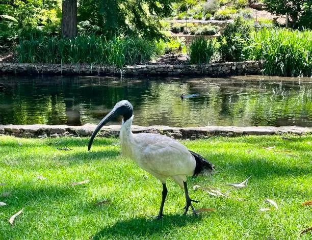 Oriental white ibis bird on grass