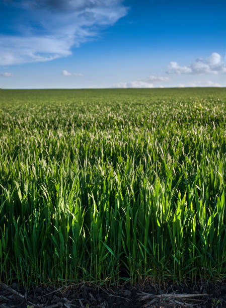 istock Green spring wheat sprouts, close up and blue sky 1383992157