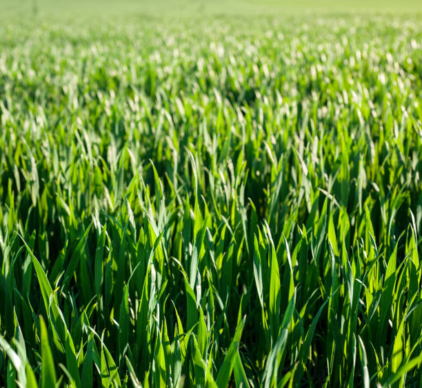 istock Green spring wheat crops, sprouts, spring agriculture 1383992383