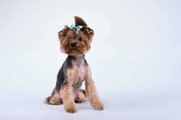 yorkshire terrier siedzi na jasnym tle po pielęgnacji - grooming zdjęcia i obrazy z banku zdjęć