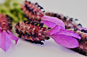 lavendelbl%C3%BCten.jpg?b=1&s=170x170&k=