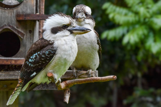 istock Mother and Baby Kookaburra (Dacelo novaeguineae) 1384012894