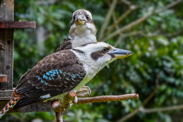 istock Mother and Baby Kookaburra (Dacelo novaeguineae) 1384015728