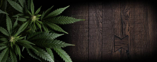 marijuana plants on wooden background with space for text in banner format stock photo