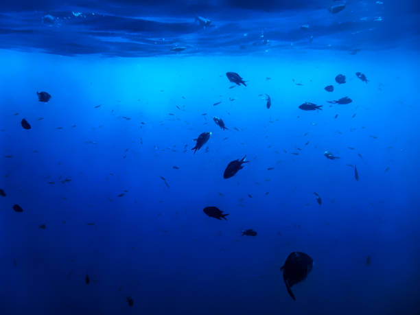 istock Blue Underwater Background with fish silhouettes 1384036359