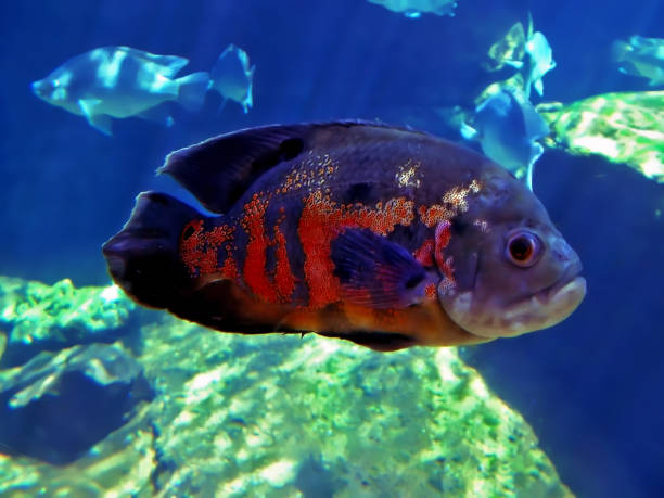 istock Colourful Sea Bass Fish Underwater 1384036364