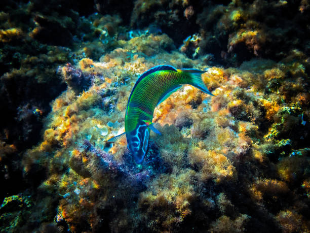 Beautiful Mediterranean Rainbow Peacock Wrasse feeding in Mellieha, Malta