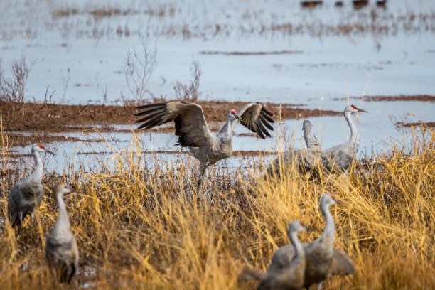 um grande sandhill cranes em bisbee, arizona - sandhill crane - fotografias e filmes do acervo