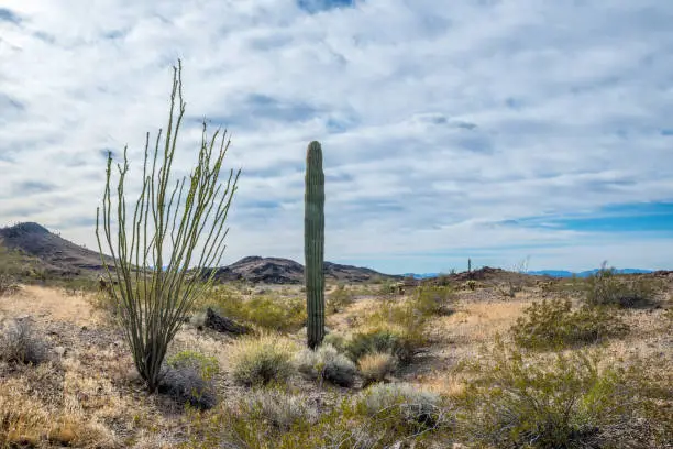 A long slender Saguaro Cactus along Quartzsite, Arizona in Quartzsite, Arizona, United States