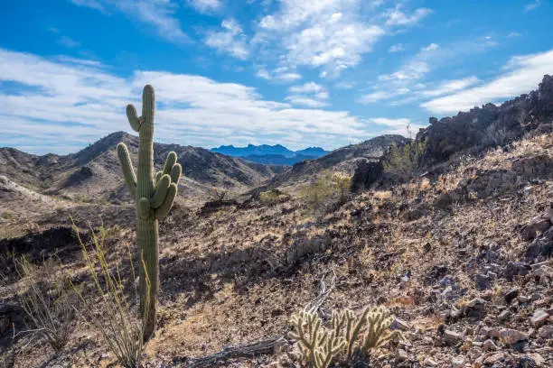 A long slender Saguaro Cactus along Quartzsite, Arizona in Quartzsite, Arizona, United States