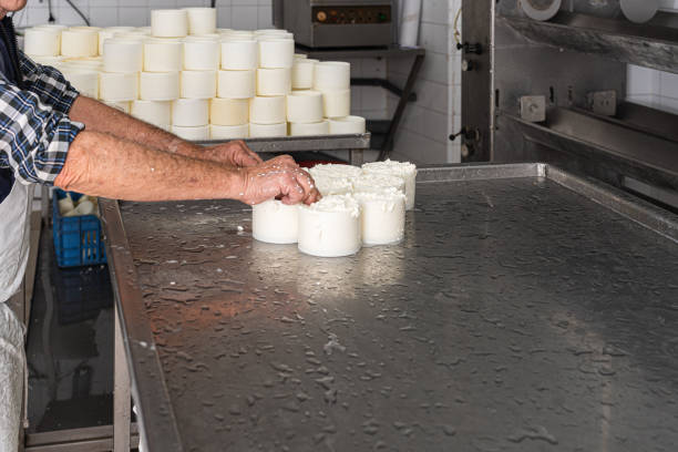 istock worker deposits moulds with curd on a stainless steel tray 1384036761