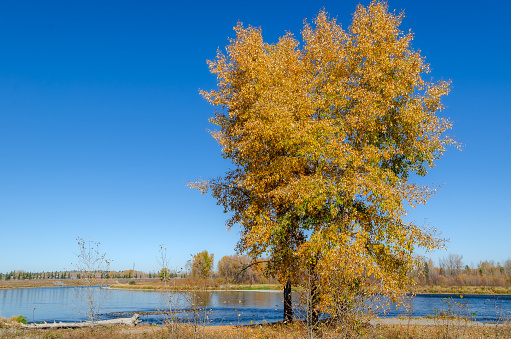 Solitary tree with yellow leaves and a bright blue autumn sky