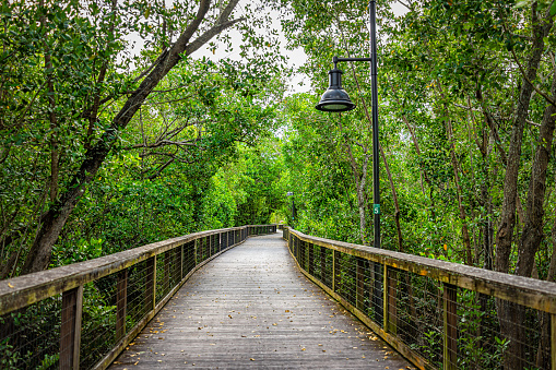 Naples, Florida Coller County Gordon River Greenway Park wood boardwalk trail through mangrove swamp forest landscape summer view with nobody