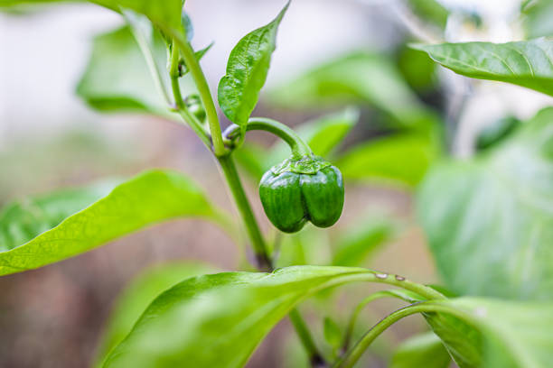 primer plano macro de un pequeño pimiento verde inmaduro de una reliquia que cuelga creciendo en la vid de la planta en el jardín con fondo bokeh borroso - pepper bell pepper growth ripe fotografías e imágenes de stock