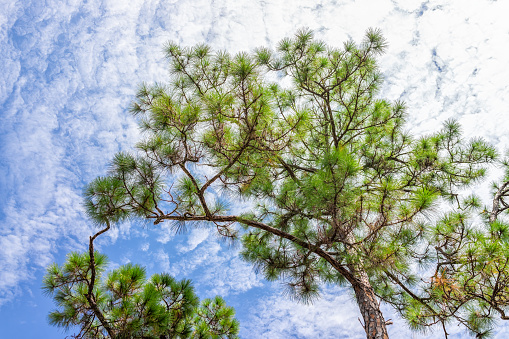 Low angle view of longleaf pine trees in blue sky in Naples, Florida Coller County Gordon River Greenway Park with forest landscape summer view