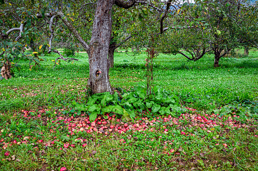 Apple orchard farm in countryside rural garden with pile of red fruit harvest on green grass ground fallen in autumn fall under tree in Virginia