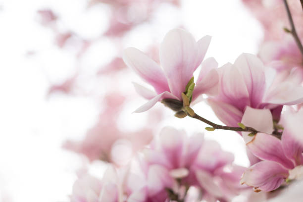 fleur de magnolia rose. gros plan. belle scène extérieure printanière - sunlight flower magnolia flower head photos et images de collection