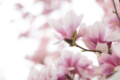 Pink magnolia blossom. Close up. Beautiful spring outdoor scene. High quality photo