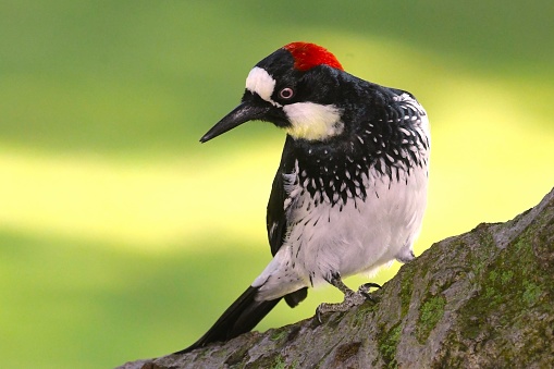 A brilliantly red headed acorn woodpecker perches on a branch in Los Angeles.