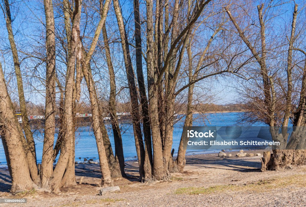 Rhine River Banks at Köln-Rodenkirchen Cologne, Germany, March 2022: Rhine River banks at district Rodenkirchen in the South of Cologne Bare Tree Stock Photo