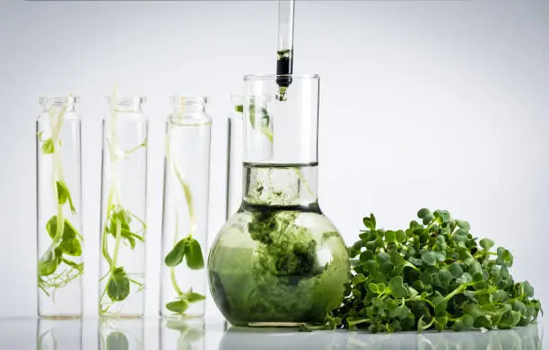 Microgreens. Test tubes with micro greens and reagent. Growing fresh plants culture in laboratory. Selection of sprouts for research. Super food production. Chlorophyll extract is poured in pure water in tube close-up
