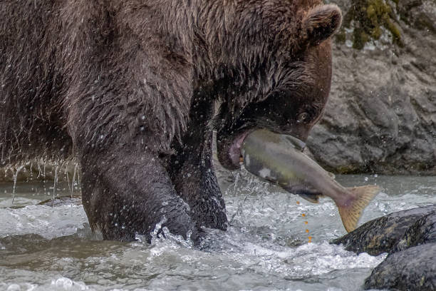 istock Salmon continues laying her eggs as she is becomes a snack for a brown bear 1384053328