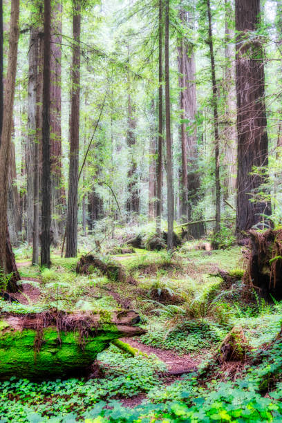 istock hiking path trail in sequoia forest 1384054602