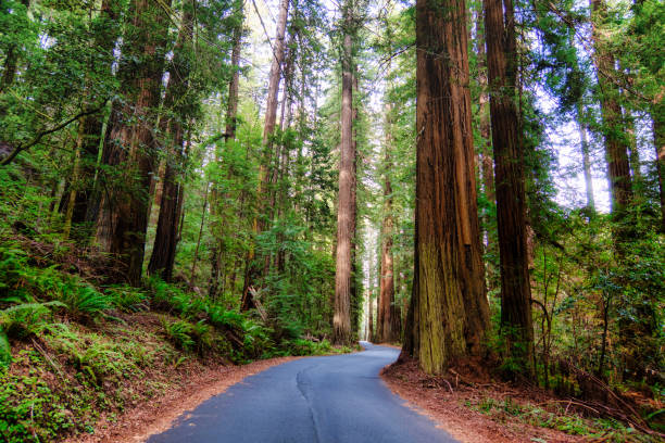 istock a extreme winding road in the sequoia forest 1384054605