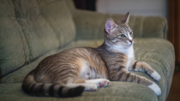 istock Graceful cat on the sofa at home 1384054825