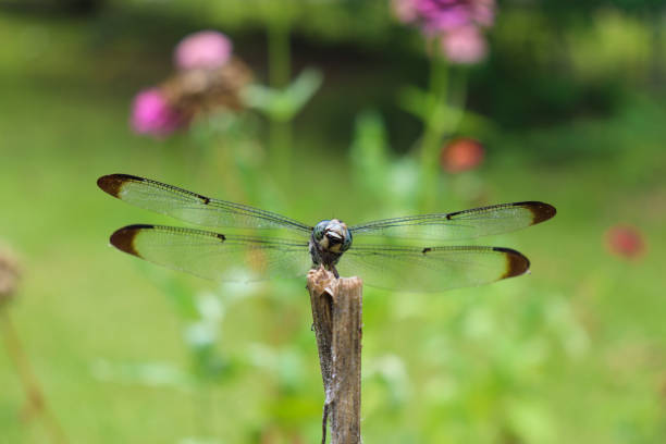 istock Dragonfly in Garden 1384056356