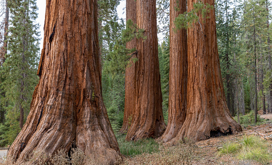 A close up look at the Bachelor and Three Graces sequoia trees in Yosemite National Park. These trees are located within the Mariposa Grove.