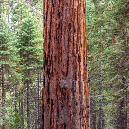 A small Redwood (Seqouia) tree is viewed up close in the center of the frame. Small black burn marks can be seen on the seqoia tree. The unique red bark of the Seqoia contrasts with green pine tree woodland in the distance. Close up.