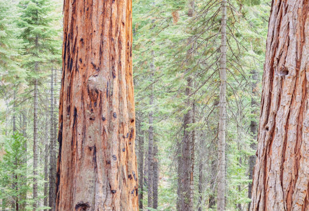 istock Baby Sequoia Trees viewed up close in a pine tree woodland 1384060151