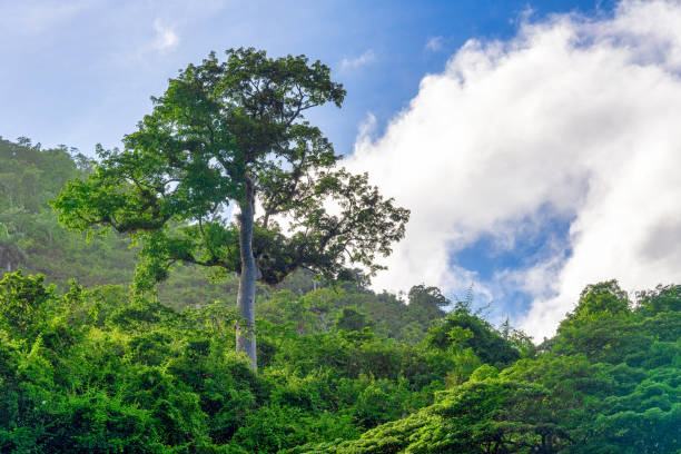 Hanabanilla natural reserve and eco tourism landmark