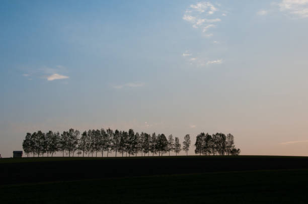 istock Beautiful spring evening sky and rows of birch trees 1384061201