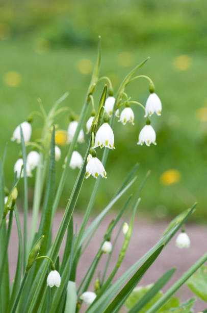 istock White snowflakes blooming in the spring garden 1384061396