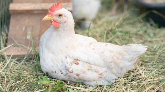 Hybrid chicken  male and female chicken in the backyard farm