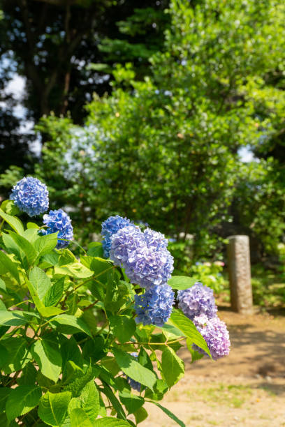 istock Colorful hydrangea blooming on the roadside in the suburbs 1384078303